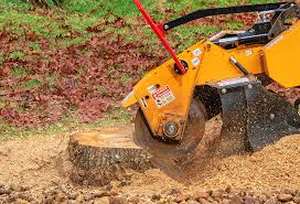 Best Tree Health Inspection  in Belle Plaine, IA