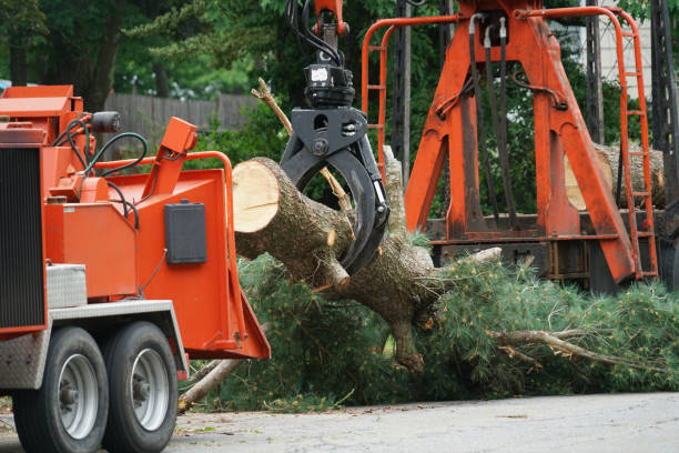 Best Stump Grinding and Removal  in Belle Plaine, IA